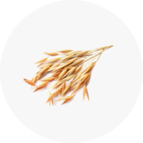 Avena (Oat) Seed Extract