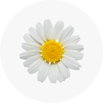 Chamomile