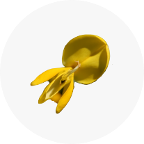 Scotch Broom