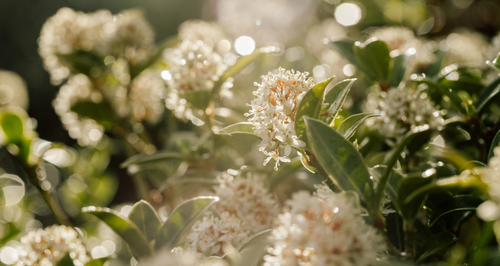 Spring Scents Edit: Light, Fresh & Uplifting Fragrances
