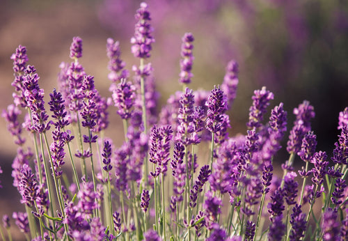 Celebrating Sleep Awareness Week