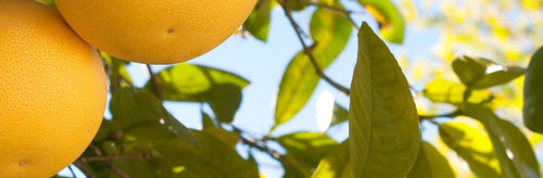 The Top Citrus Scents for Summer