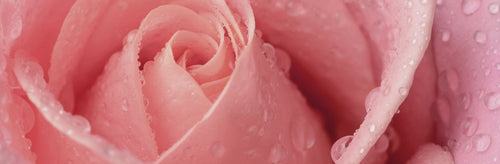 Try our NEW Fragrance Finder Quiz