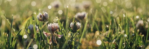 How to Boost your Mood with Fragrance | ARRAN Sense of Scotland