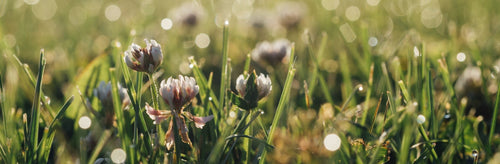 How to Boost your Mood with Fragrance | ARRAN Sense of Scotland