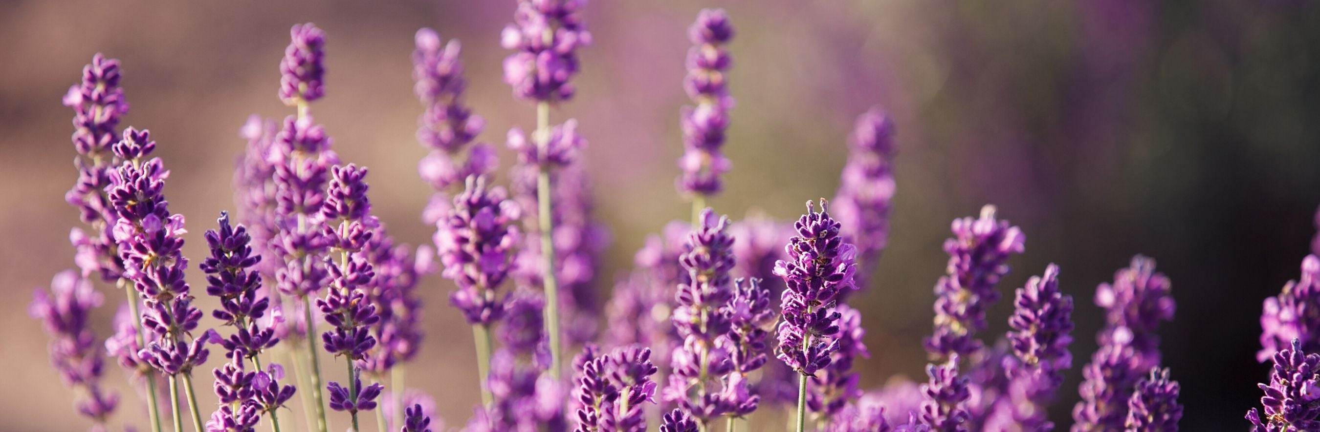 5 Reasons to Love Lavender | ARRAN Sense of Scotland