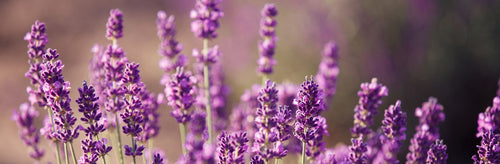 5 Reasons to Love Lavender