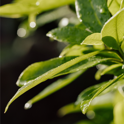 After the Rain Eau de Parfum 2ml