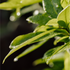 After the Rain Eau de Parfum 2ml