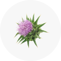 Milk Thistle