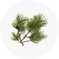 Pine